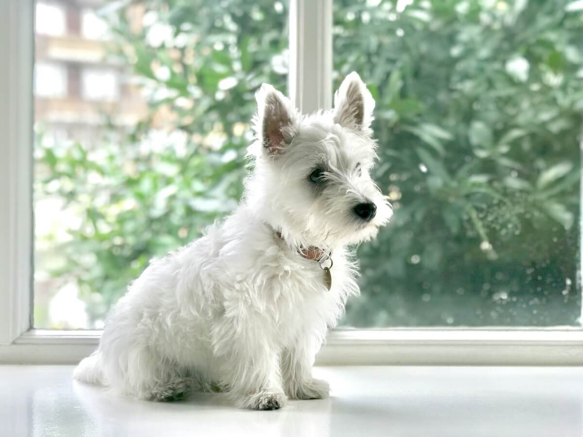 Unsplash: West highland white terrier by lydia tan