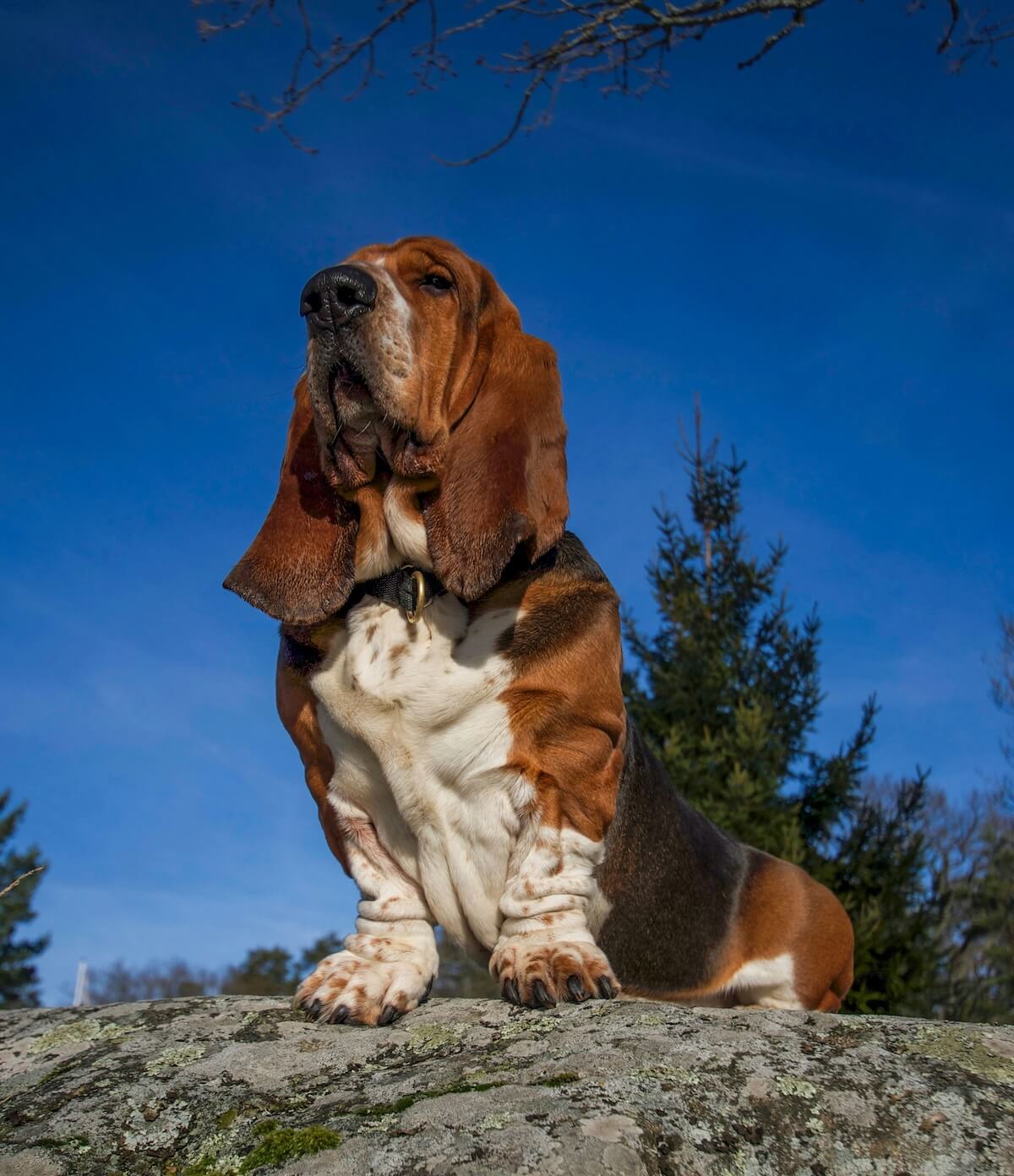 Unsplash: Wrinkly basset bound by Leni Thalin