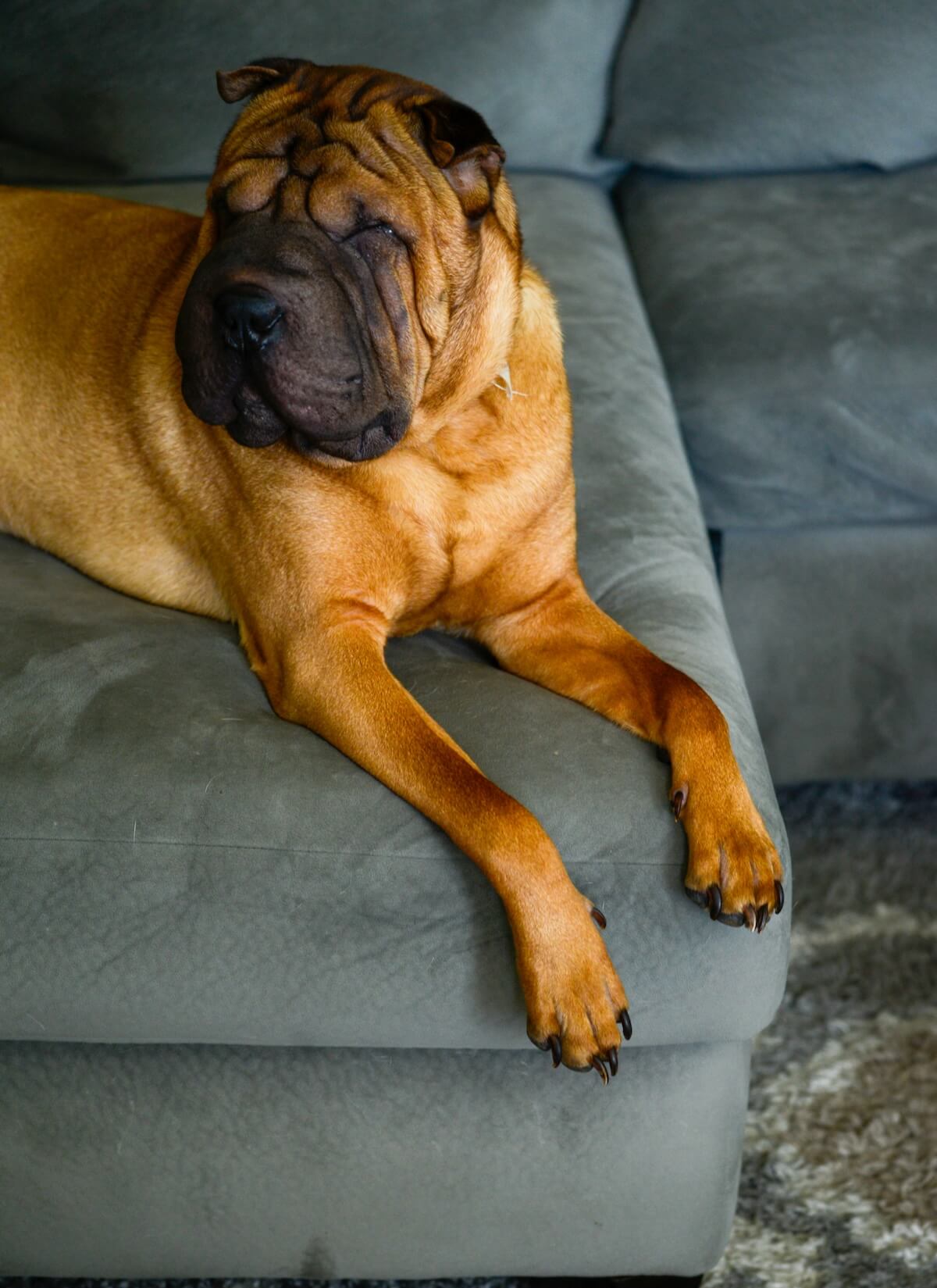 Unsplash: Wrinkly shar pei dog by Pete Alexopoulos