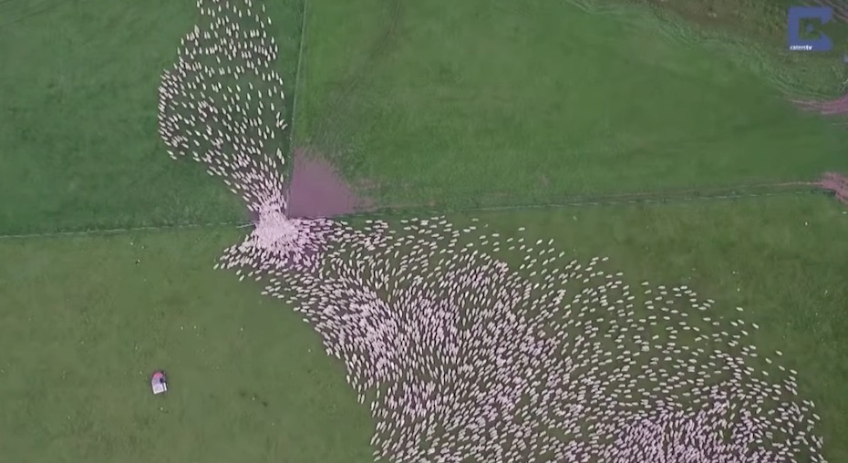 youtube mass caters clips mass sheep herding