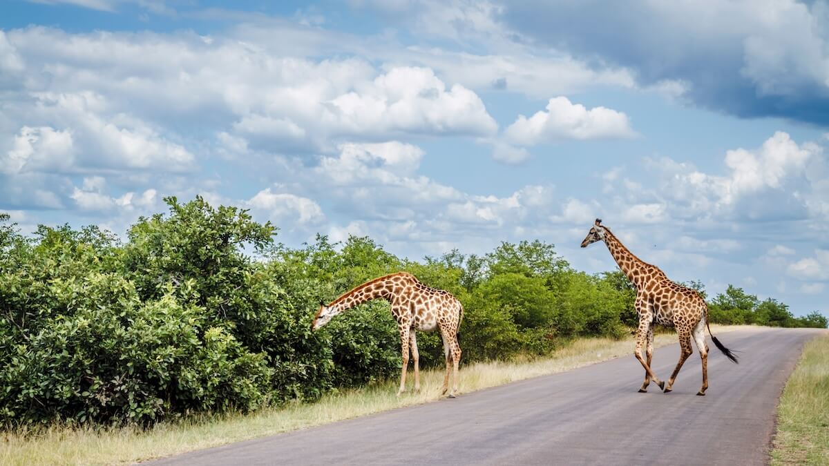 Shutterstock: Giraffe crossing safari road in Kruger National park, South Africa ; Specie Giraffa camelopardalis family of Giraffidae