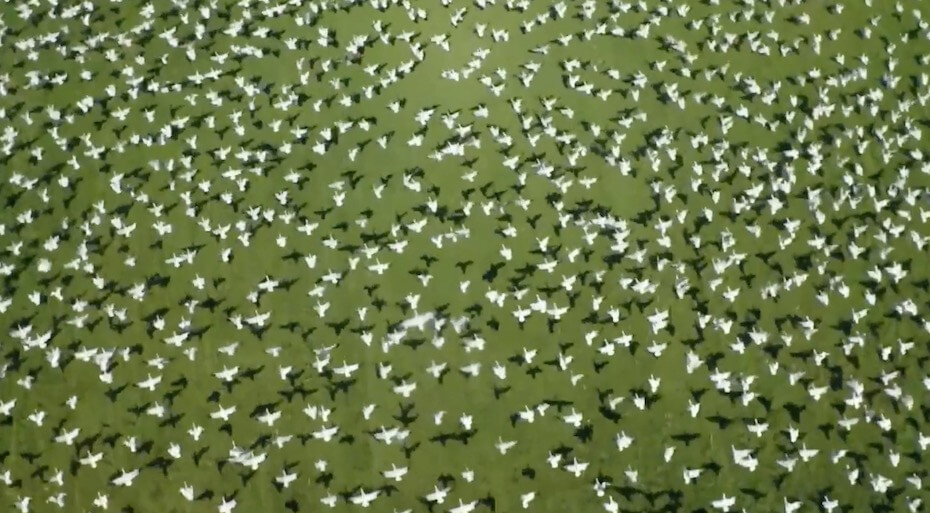 youtube collin harrington flying snow geese