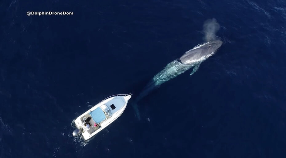 YouTube dolphindronedom blue whale boat