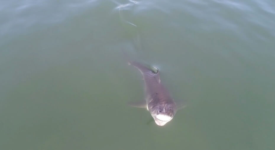 YouTube Eric Mailander white shark lunging at drone