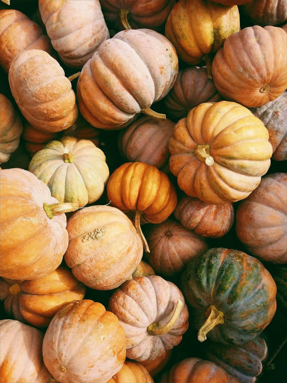 kerstin wrba colorful pumpkins