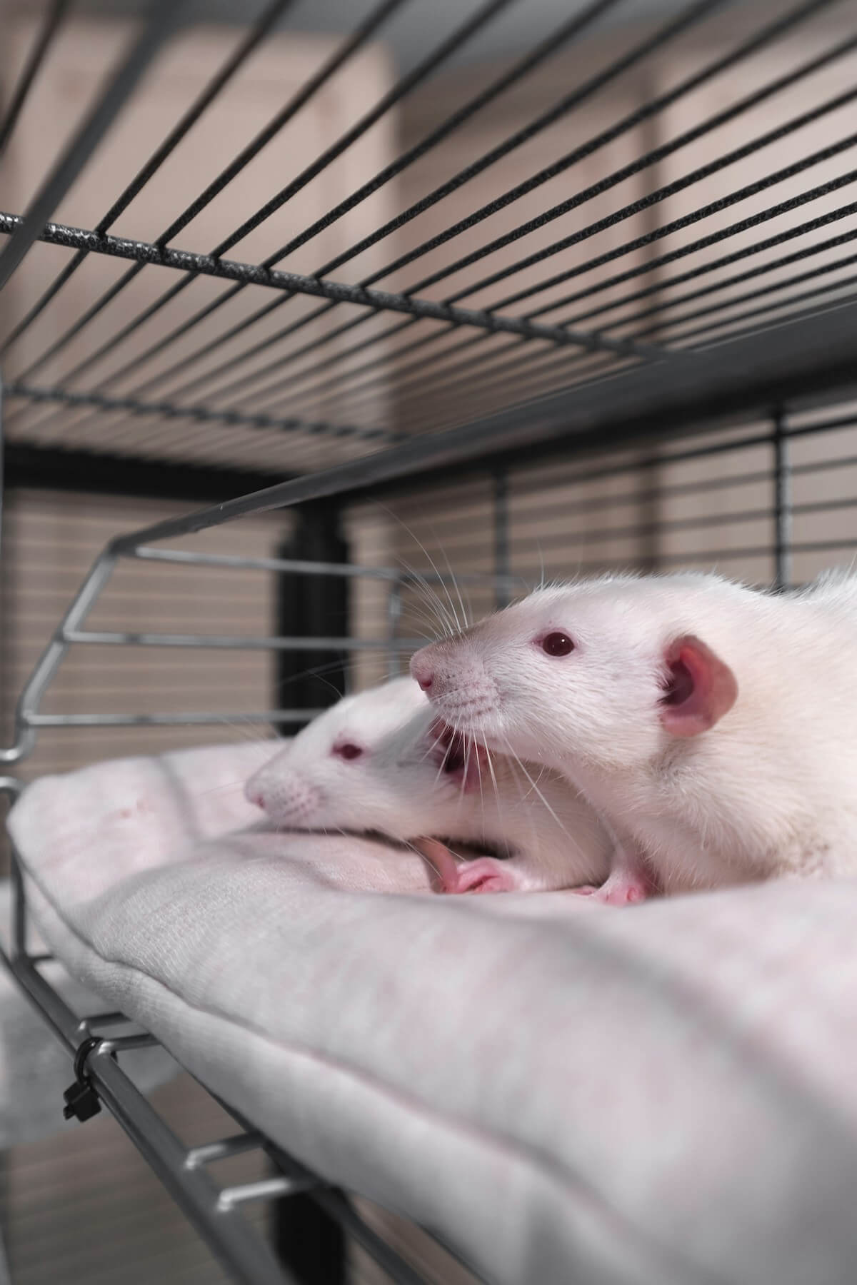 Unsplash: White pet rats in case by Ricardo Ragione