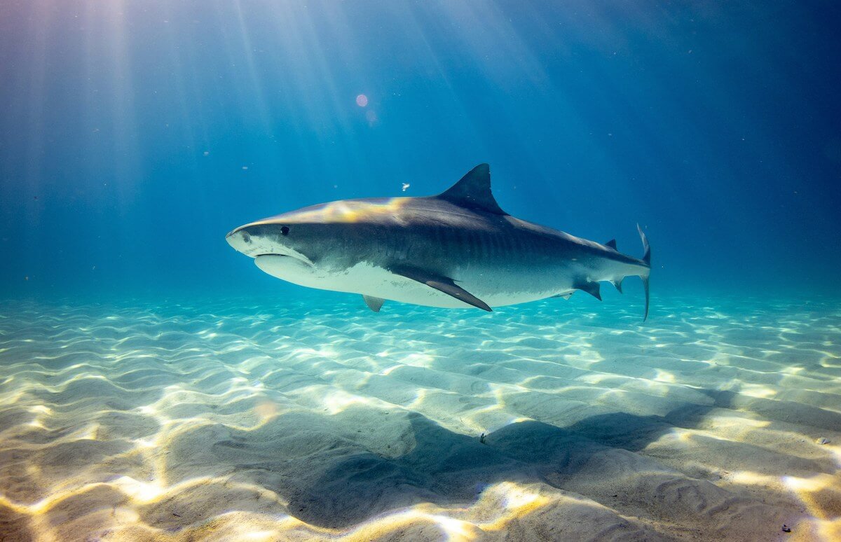 Unsplash: Bull shark in ocean by gerald schombs