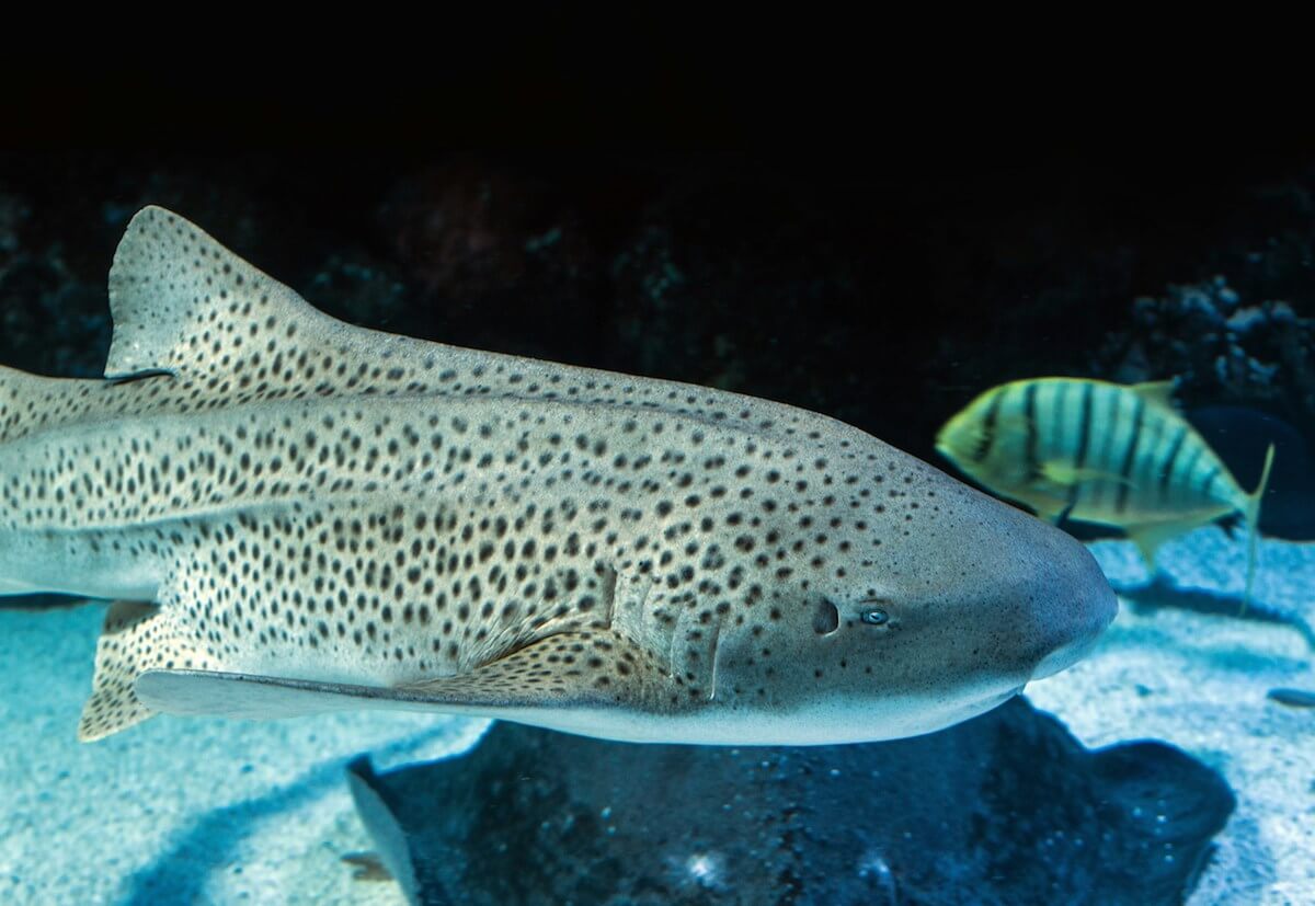 unsplash: leopard shark in aquarium by david clode