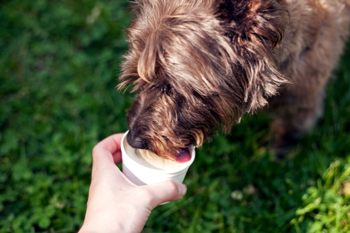 dog eating from pup cup