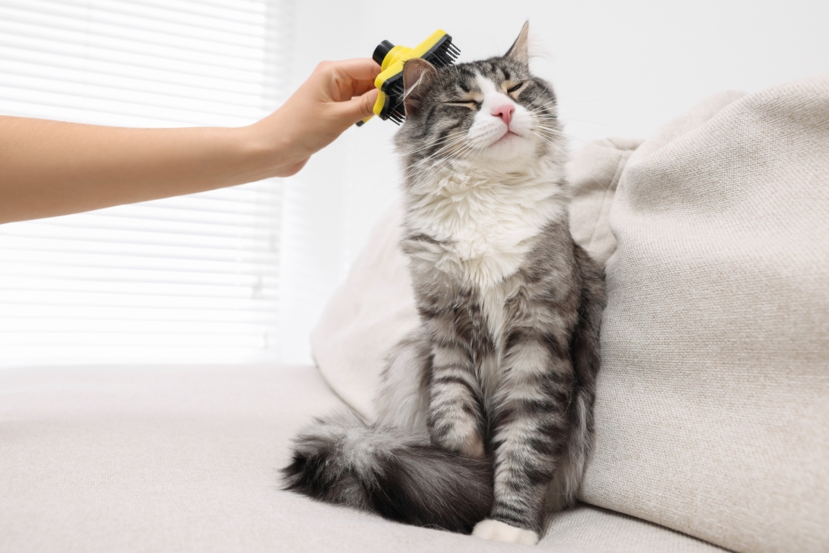cat getting brushed