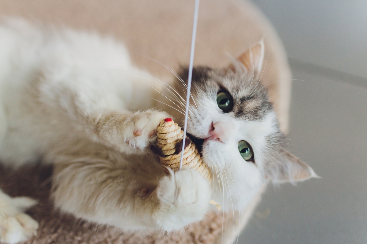 cat playing with toy