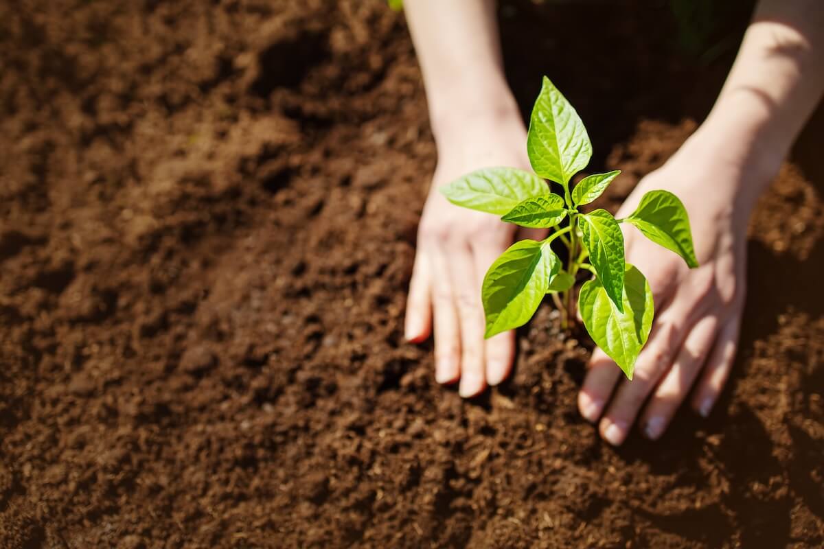 Shutterstock: Human hands taking care of a seedling in the soil. New sprout on sunny day in the garden in summer