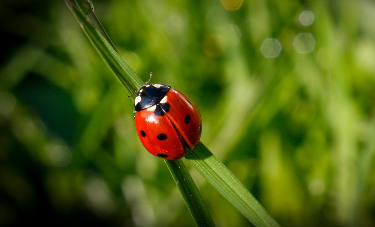 ladybug climbing on stem