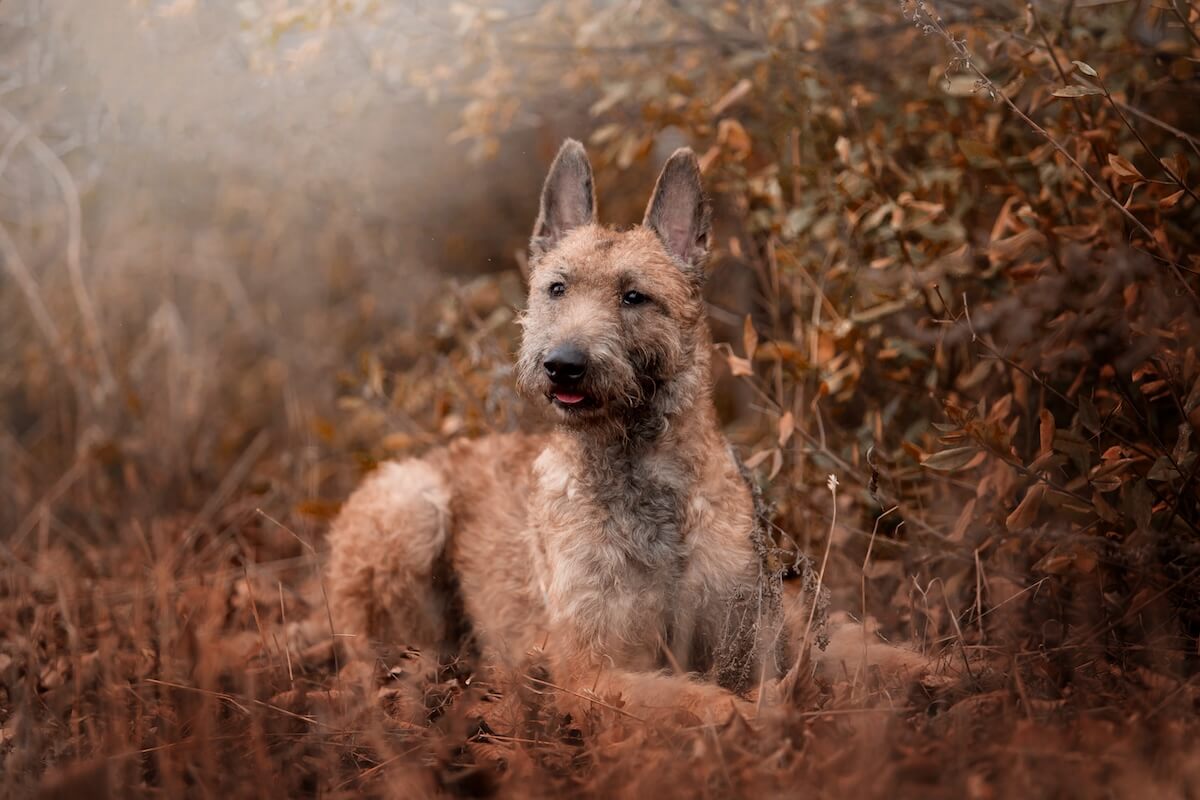 Shutterstock: dog breed belgian shepherd lakenua in the autumn forest