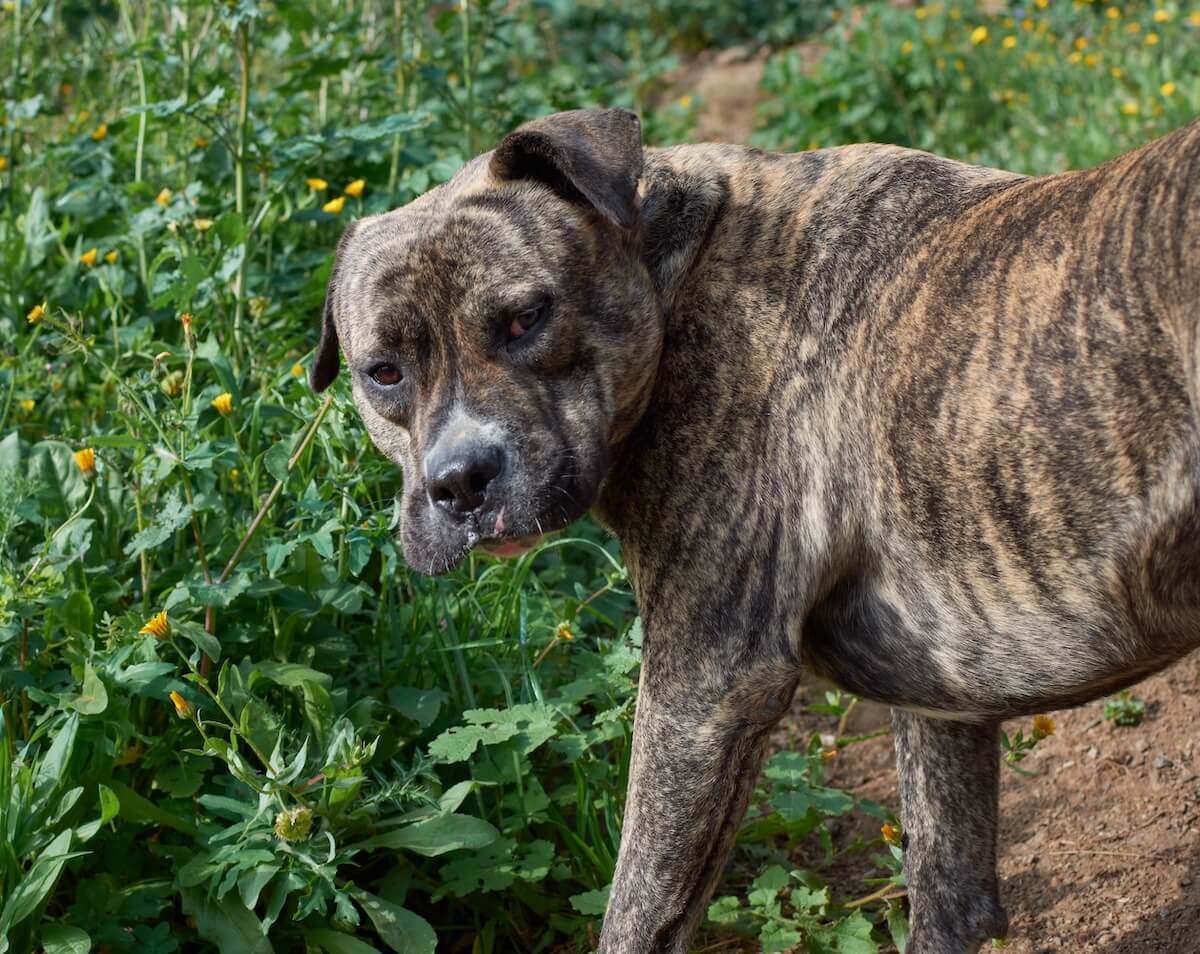 Shutterstock: A closeup of a cute, powerful Cimarron Uruguayo (Perro cimarron uruguayo) dog