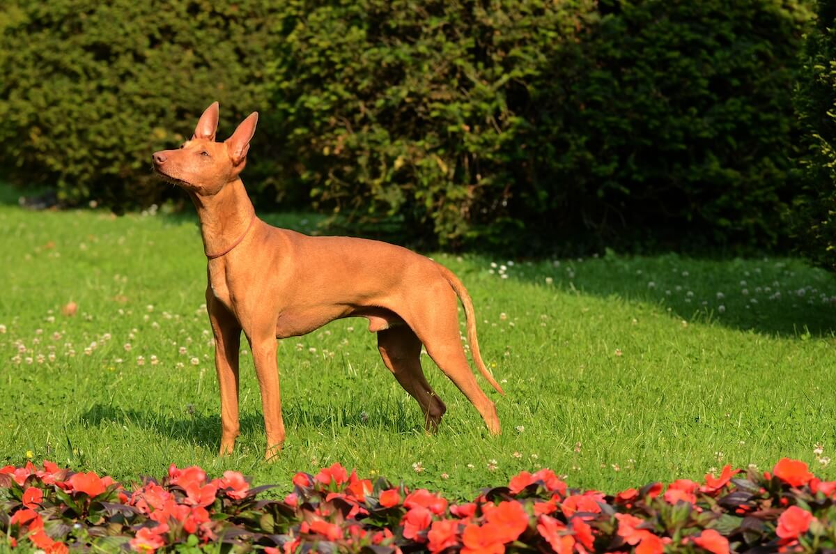 Shutterstock: Portrait of Cirneco dell Etna dog in outdoors.