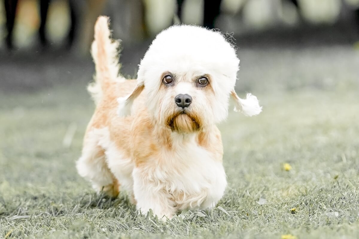 Shutterstock: Dandie Dinmont Terrier dog walking in a field on a bright sunny day