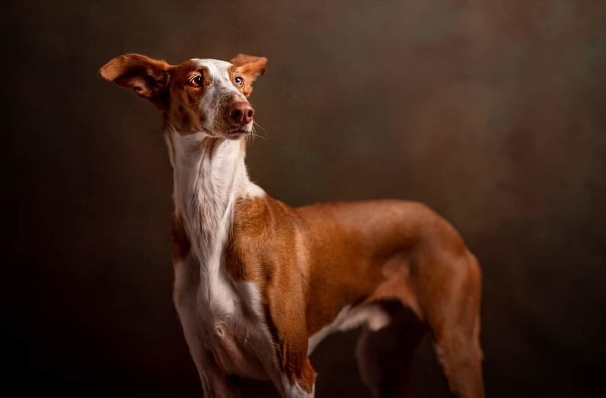 Shutterstock: Portrait of a cute Ibizan Hound dog.isolated on a studio background.