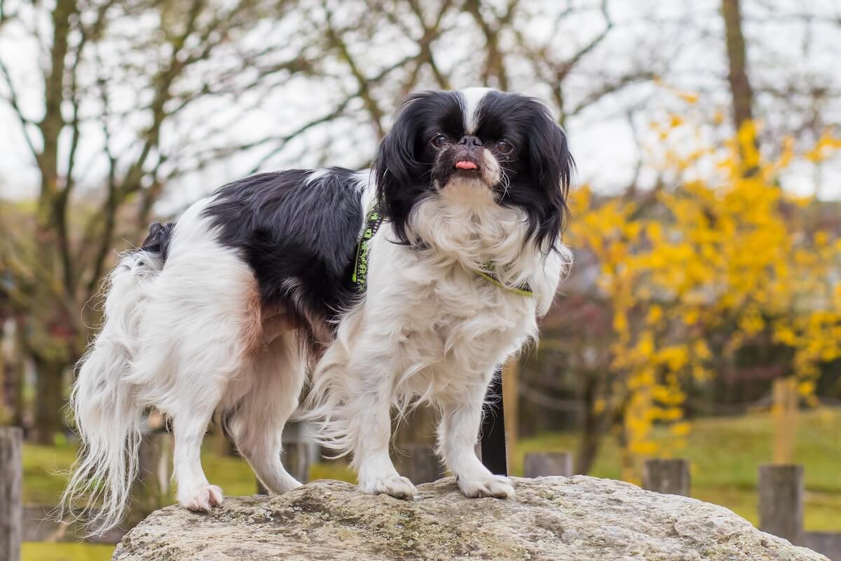 Shutterstock: Very funny looking cute Japanese Chin (Japanese Spaniel) with his tongue out
