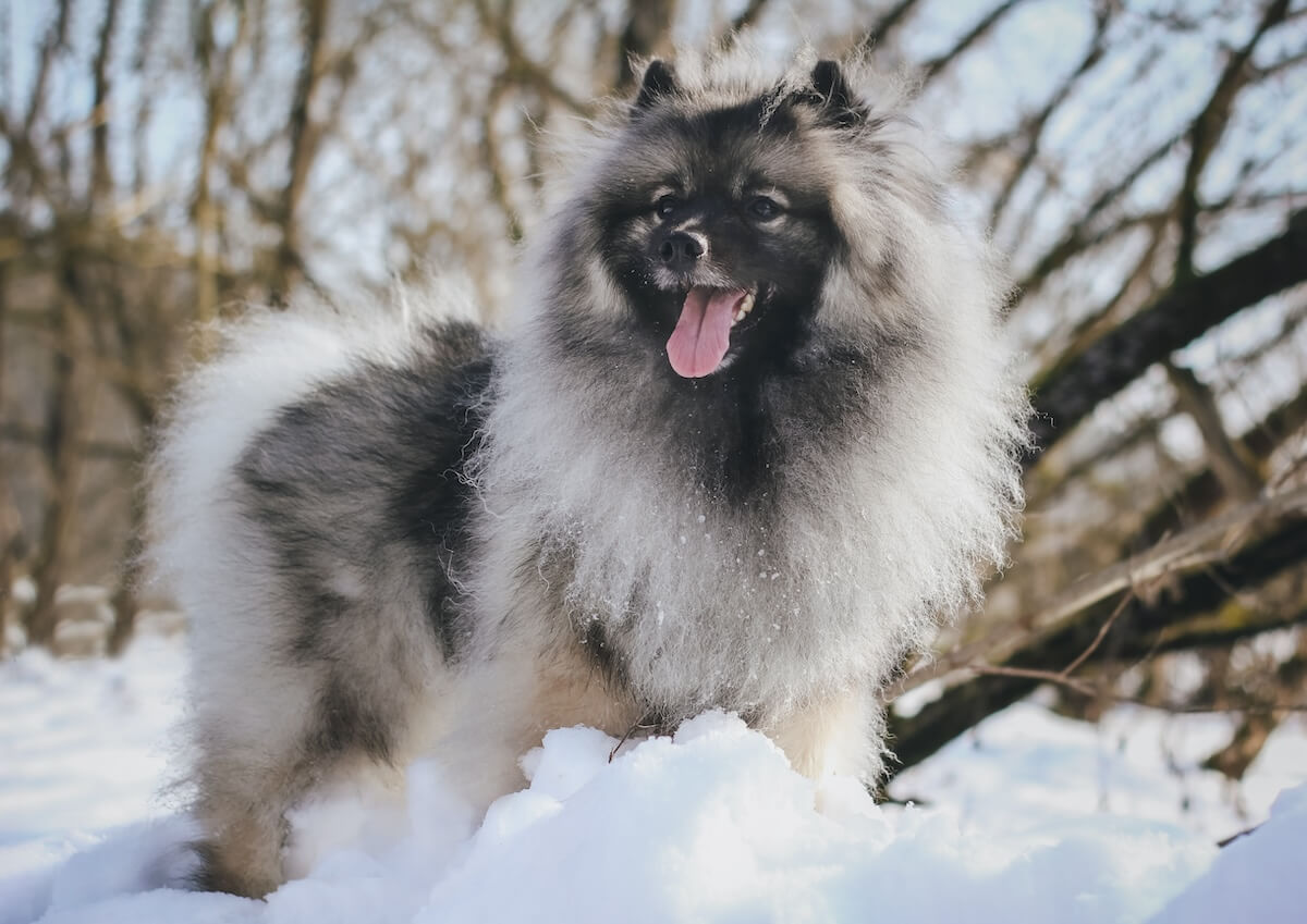 Shutterstock: Keeshond in winter sun background