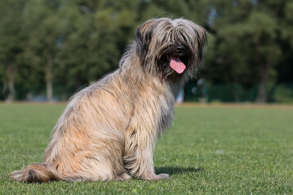 shutterstock: Cool funny Pyrenean Shepherd young male rough-faced of fawn tan copper colored coat. Purebred Pyrenean sheepdog sitting outside on a perfect green lawn. Happy smiling adorable french breed dog