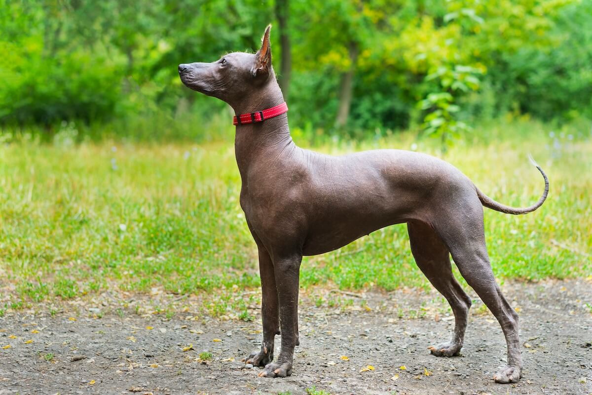 Shutterstock: Close up portrait One Mexican hairless dog (xoloitzcuintle, Xolo) in full growth in a red collar on a background of green grass and trees in the park