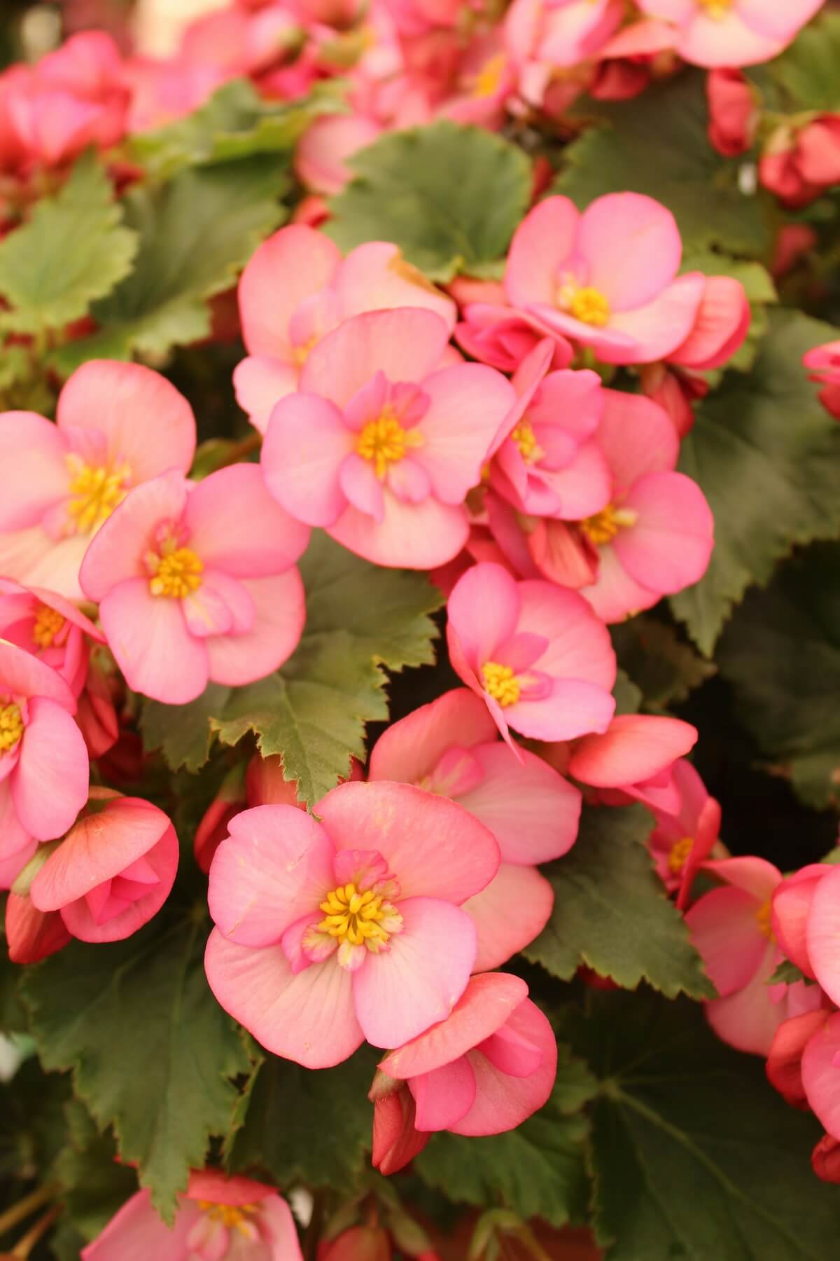 Unsplash: begonias by rebecca niver