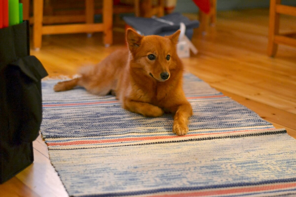Unsplash: Finnish spitz dog by Pat Moin