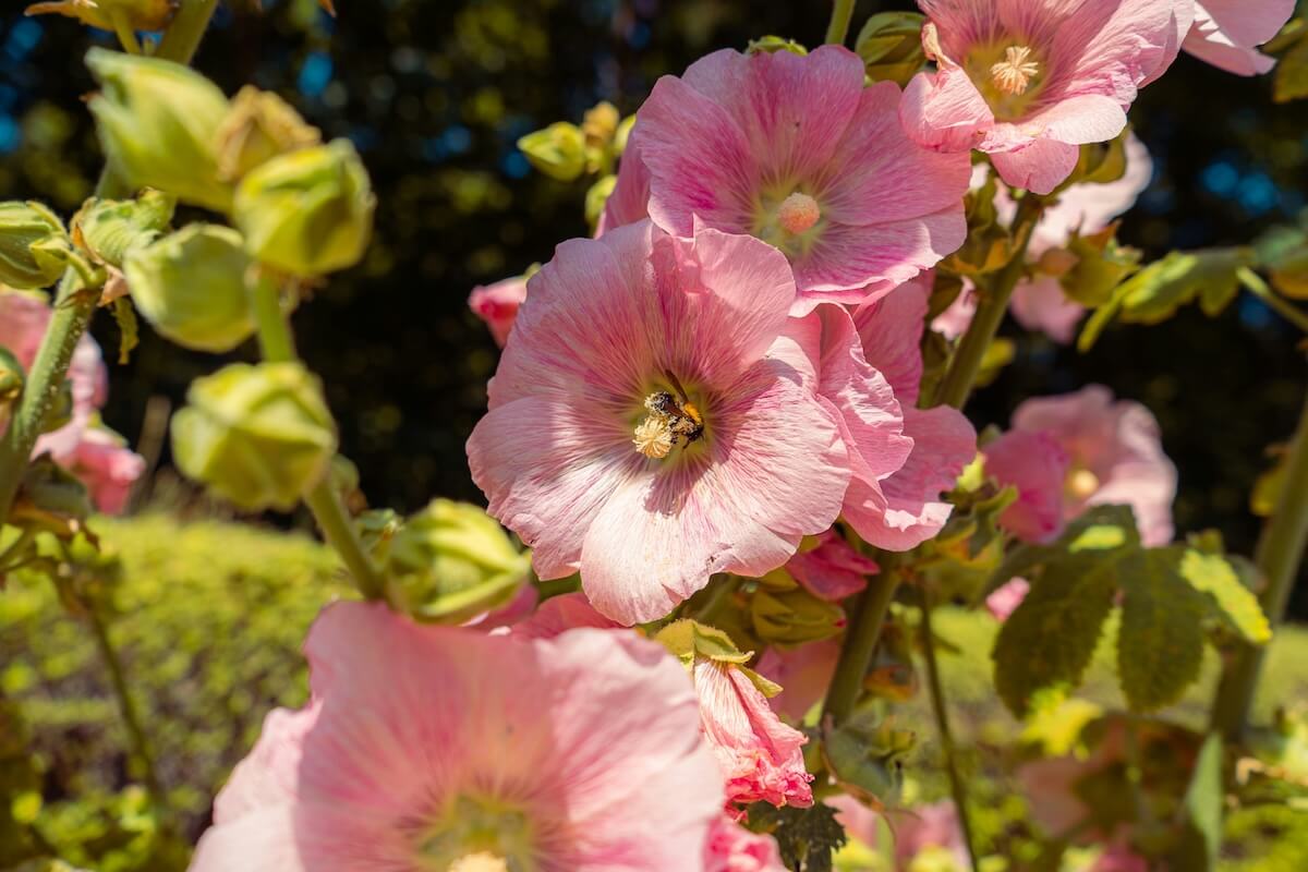 Unsplash:hollyhock flowers by myrin van putten