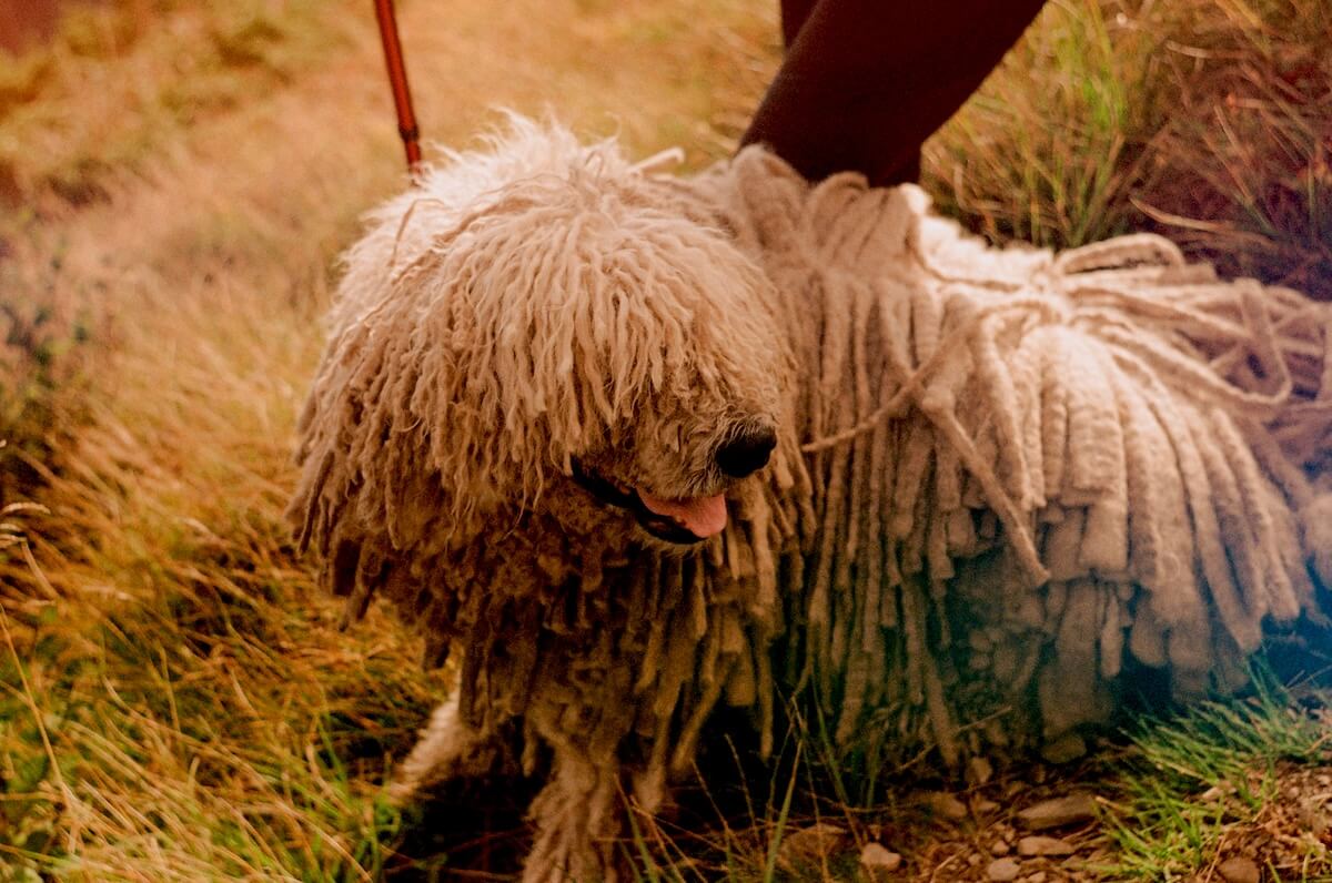 Unsplash: Komondor dog by Margarita Marushevska