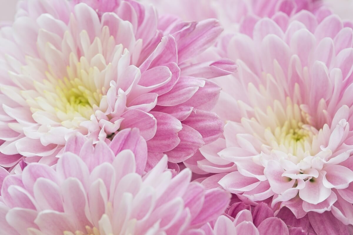 Unsplash: pink chrysanthemums by natalie kinnear