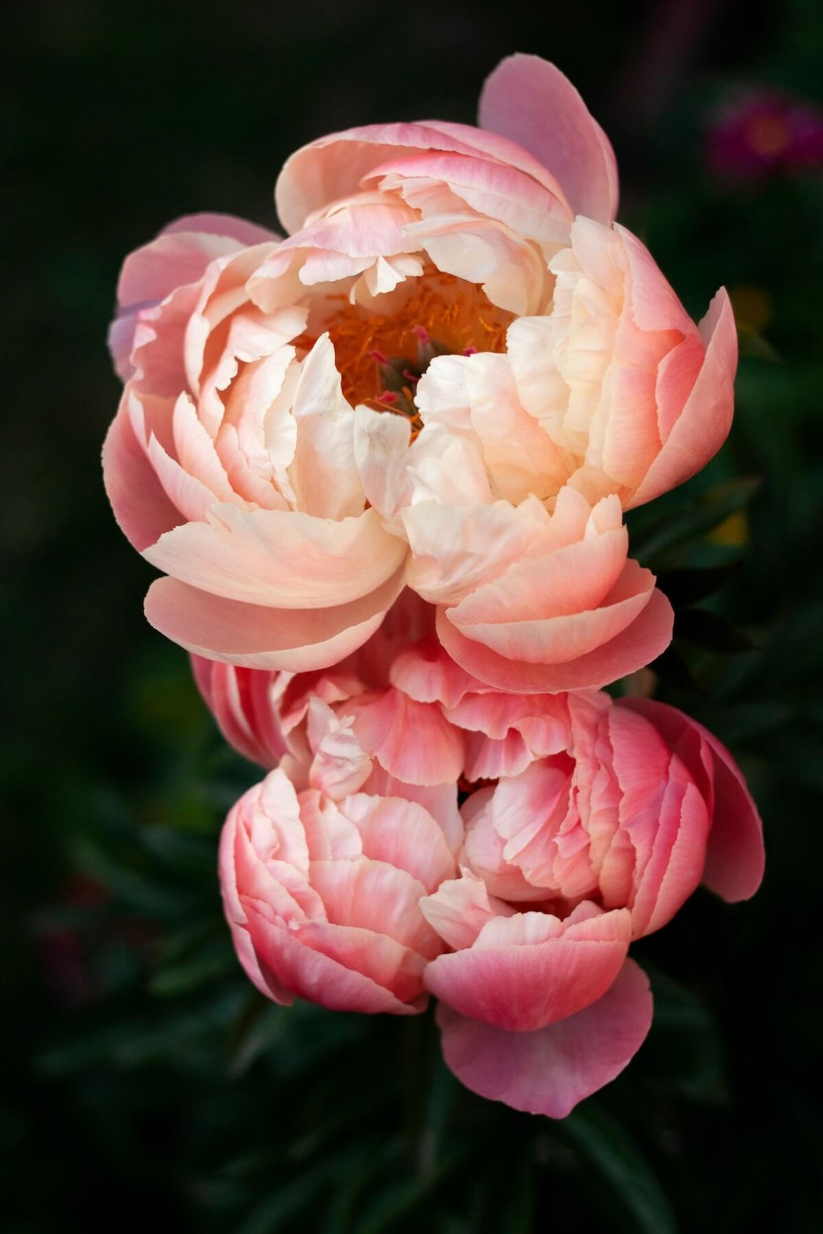 Unsplash: pink peonies by eleni koureas