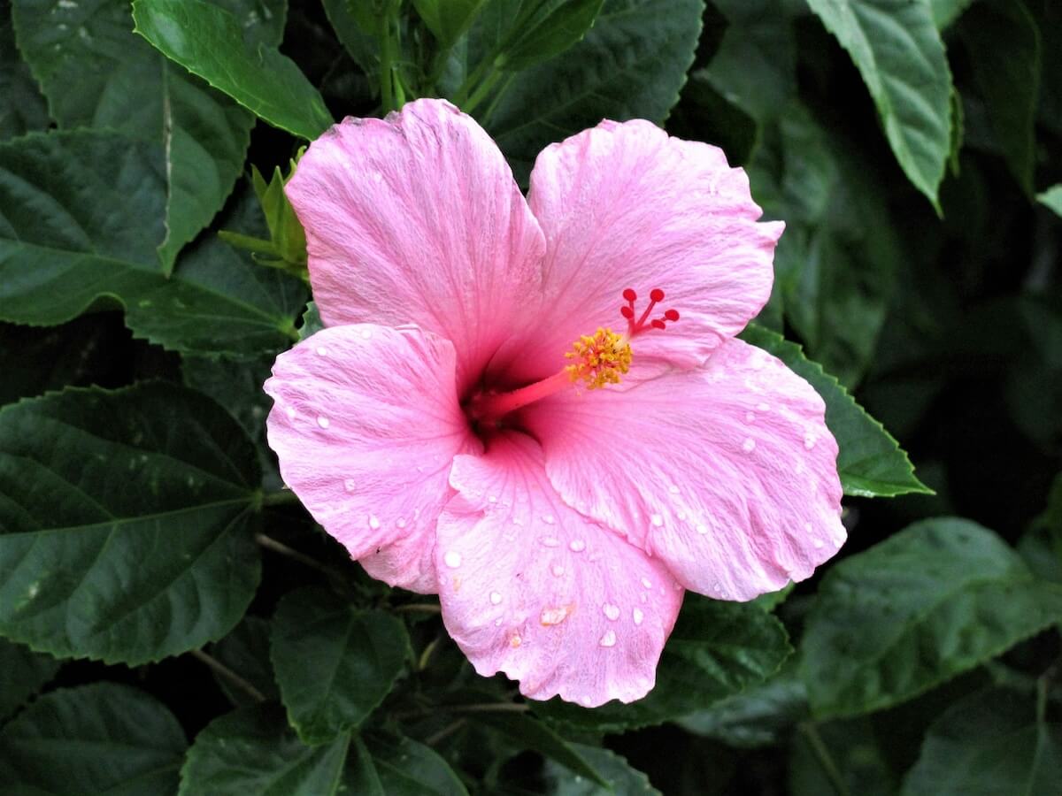 Unsplash: hibiscus flower by jessica sloan