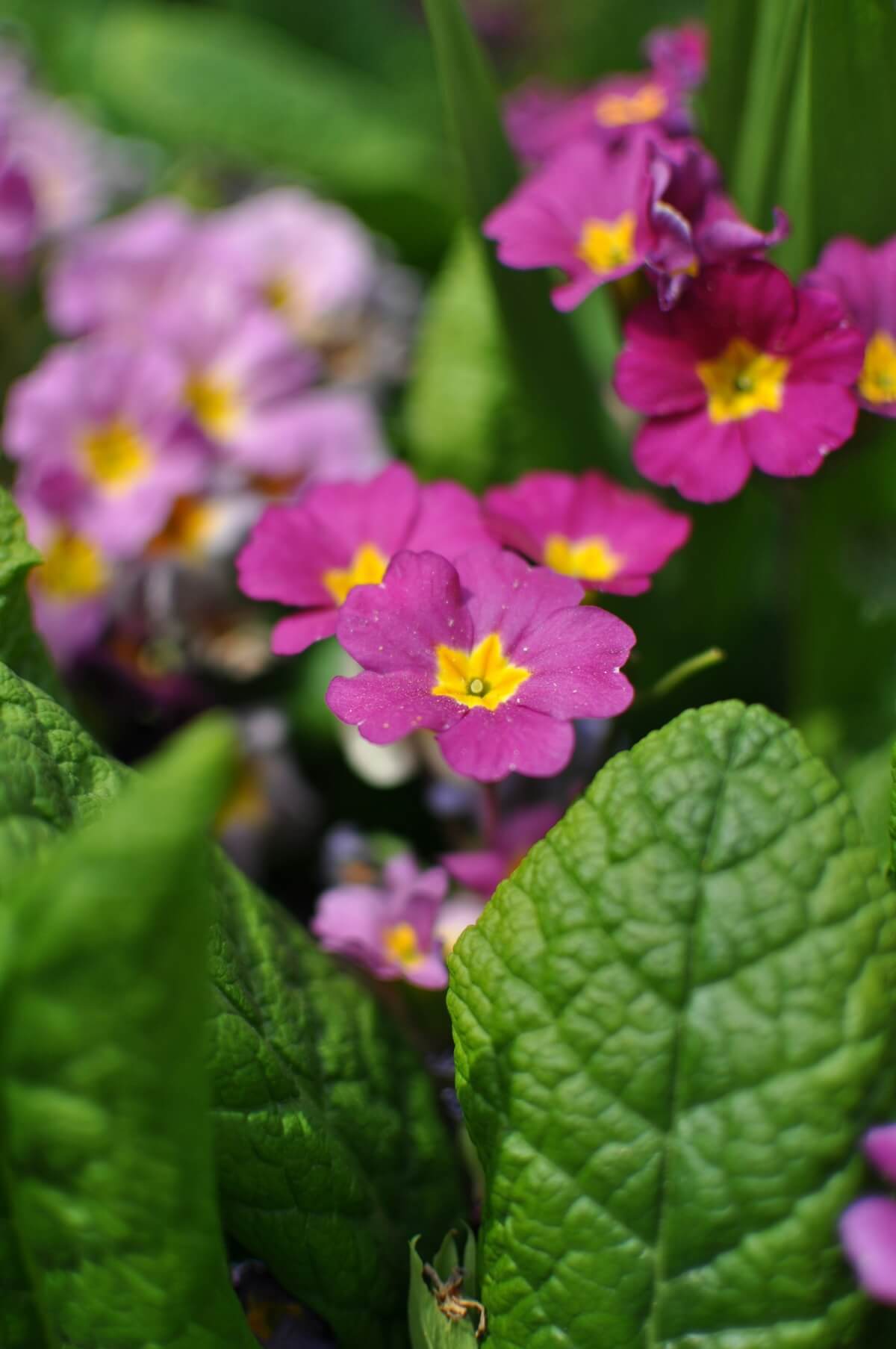 Unsplash: pink primrose by jelena senicic