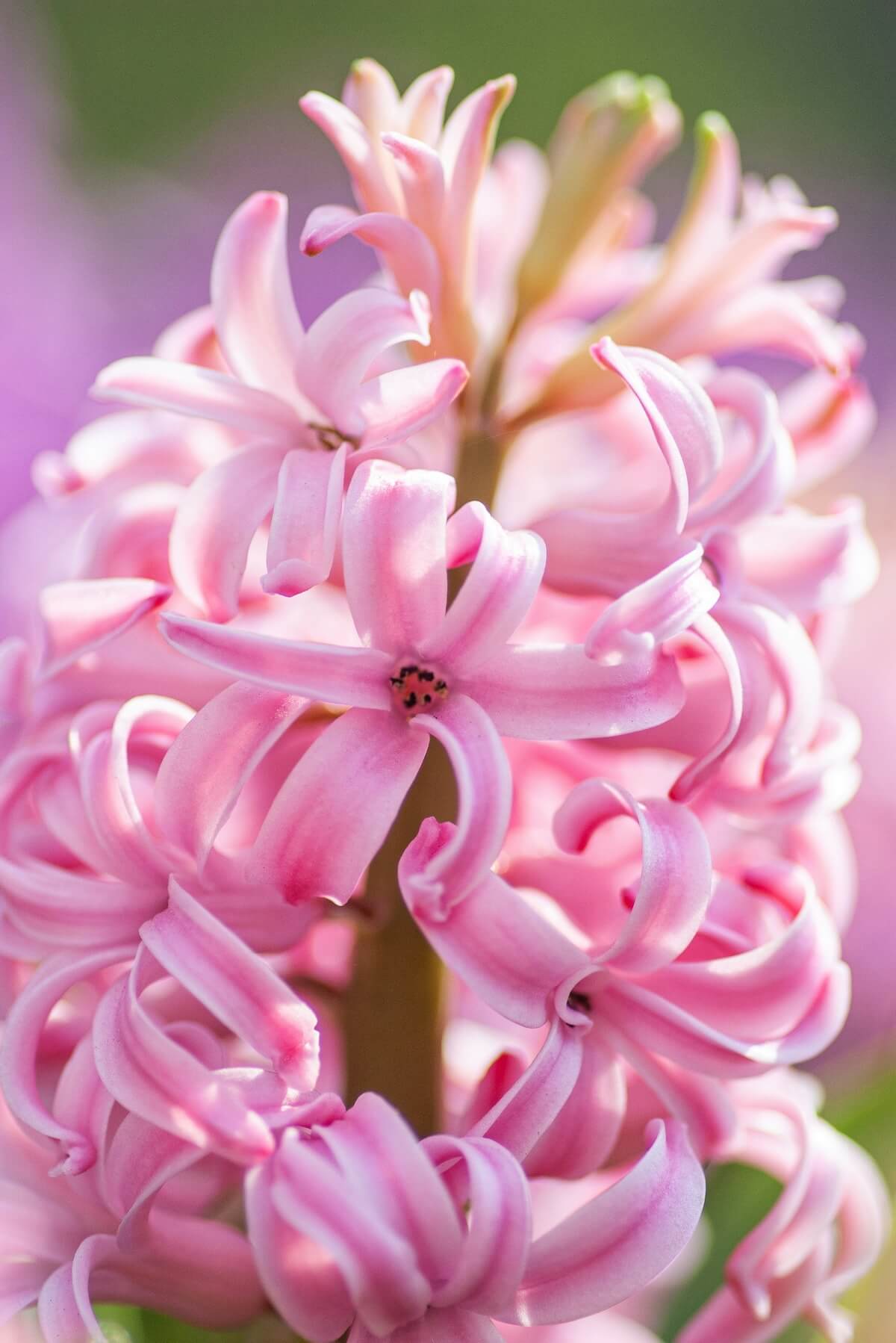 Unsplash: Pink hyacinth up close by Yoksei Zok