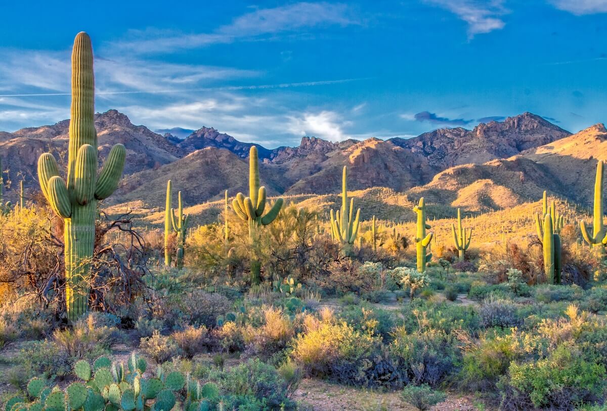 Unsplash: Saguaro cactuses in Arizona desert by Dulcey Lima