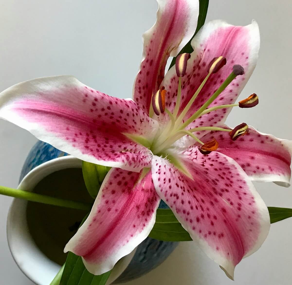 Unsplash: Stargazer lily by k blaise
