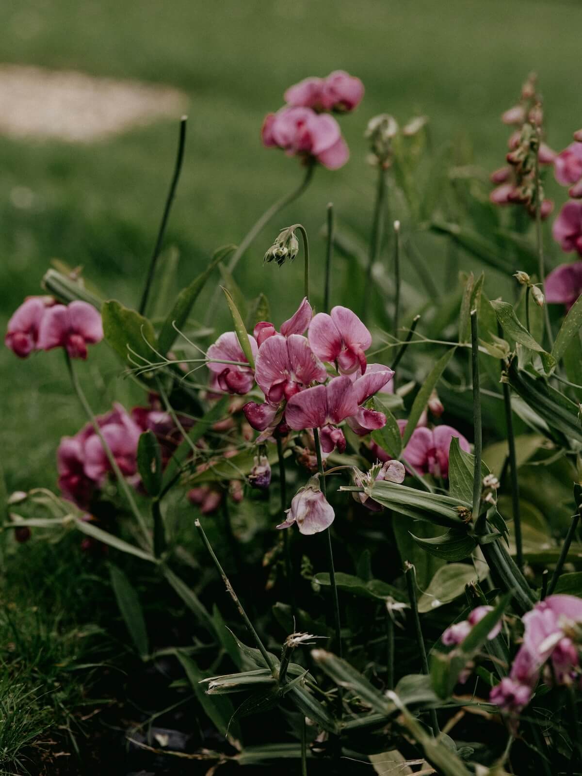 Unsplash: Sweet pea flowers by Annie Spratt