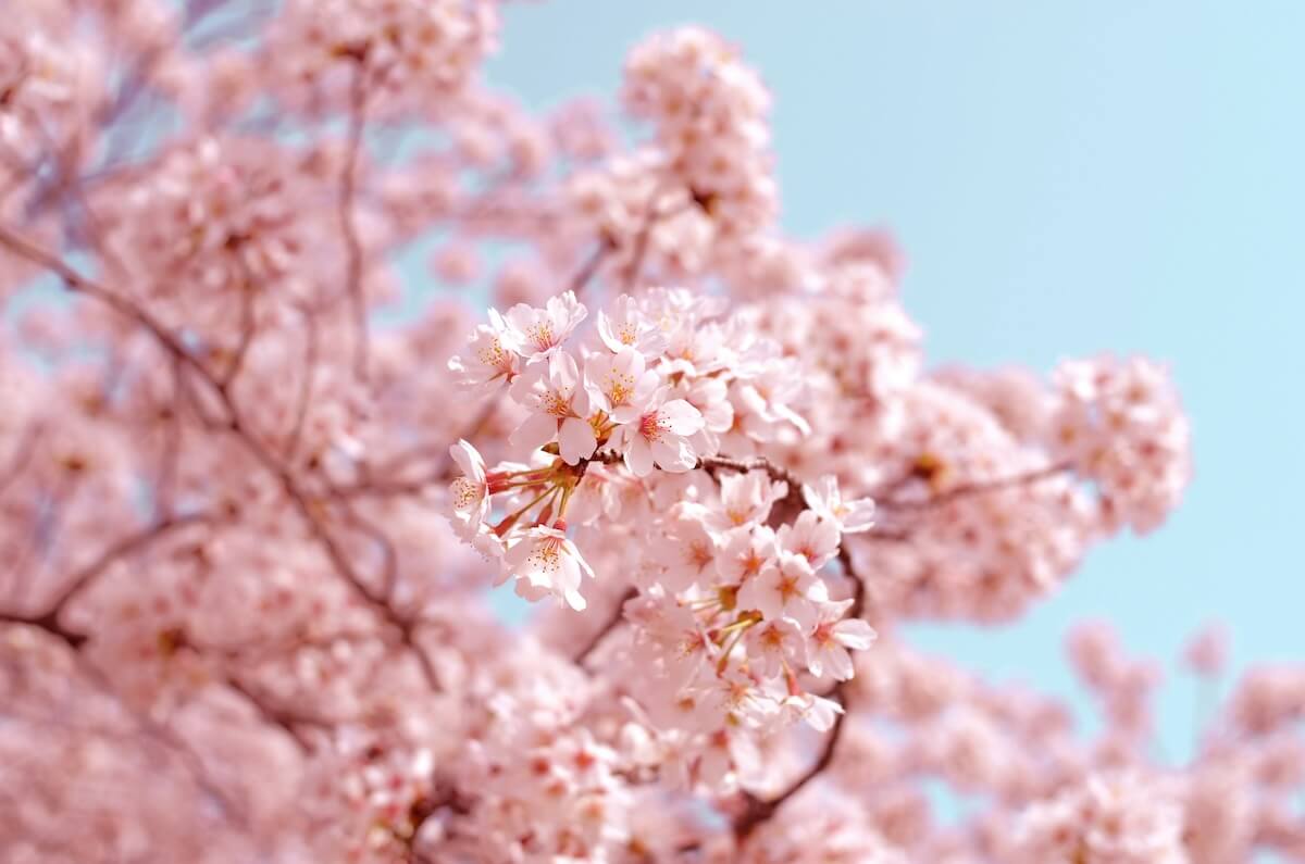 Unsplash: Cherry blossoms by AJ