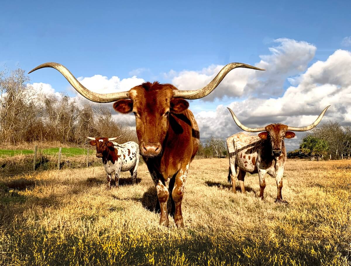 Unsplash: Longhorn Texas cattle by Vivian Arcidiacano