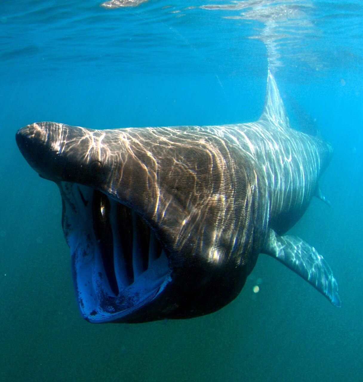 Pixabay: basking shark