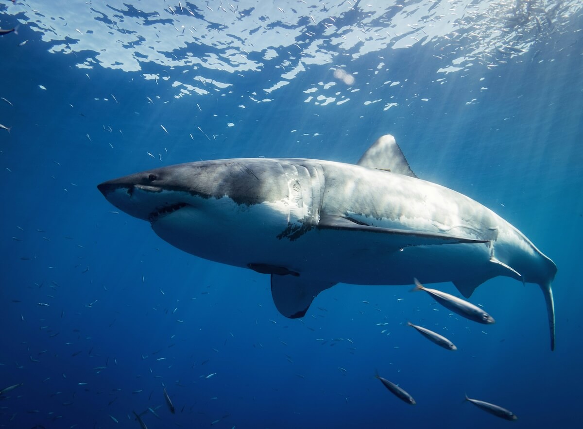 Unsplash: Great White shark by Gerald Schombs