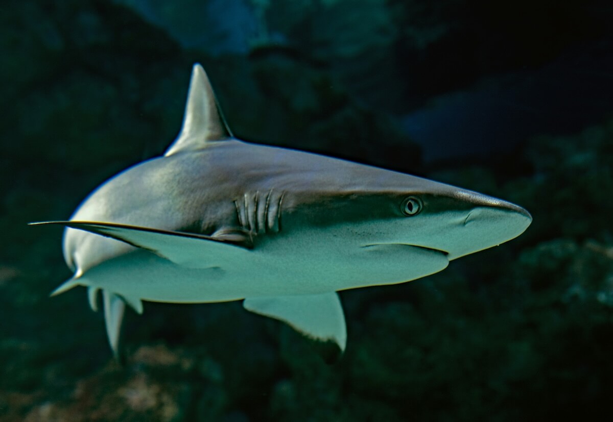 Unsplash: grey reef shark by David Clode