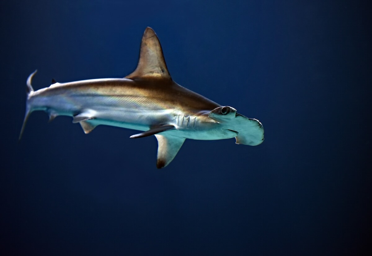 Unsplash: hammerhead shark by David Clode