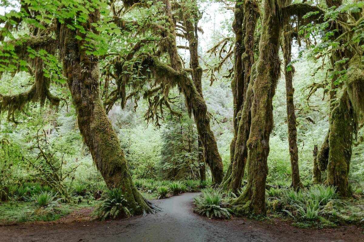Unsplash: Hoh rainforest by brianna parks