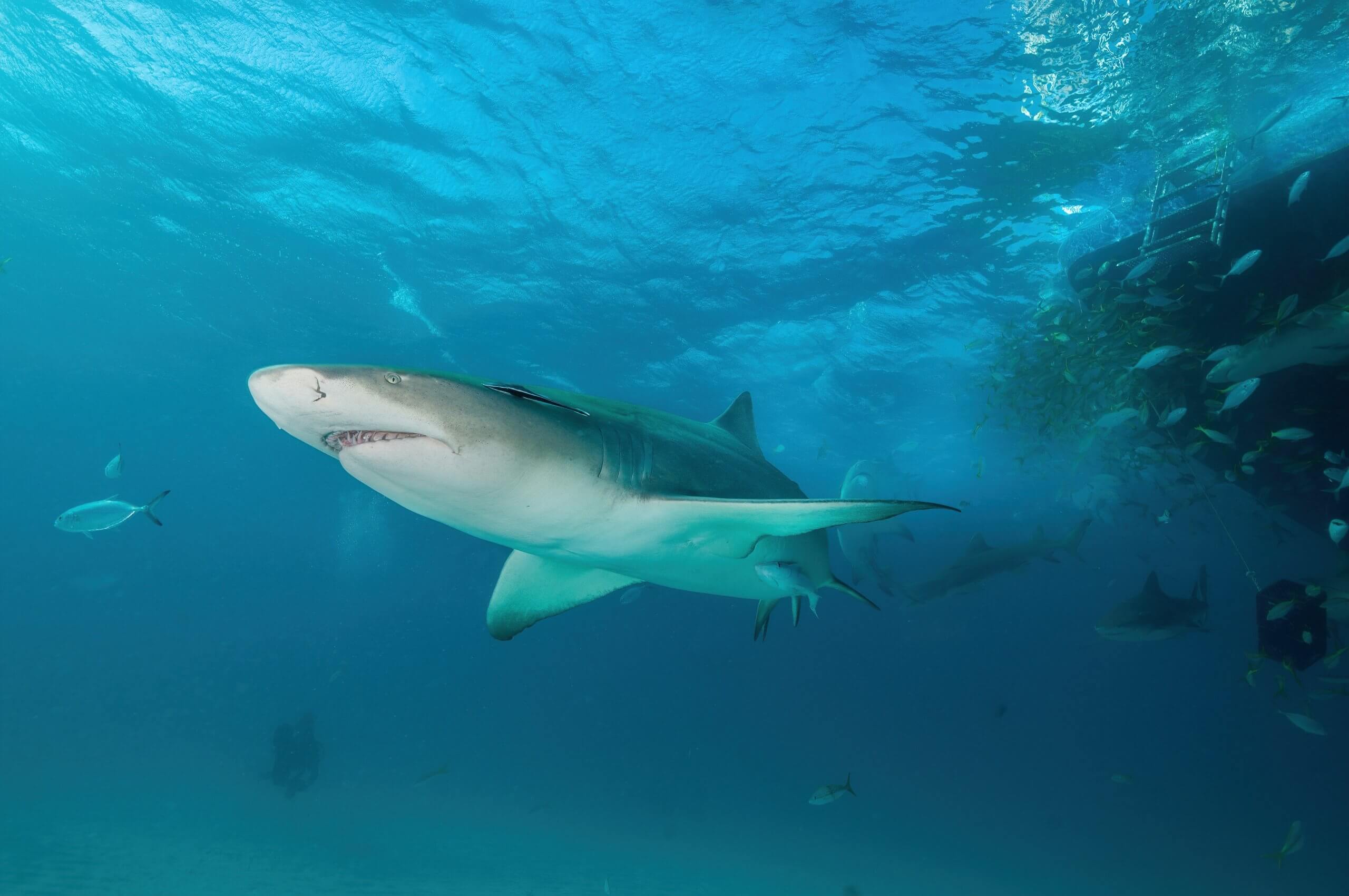 Unsplash: lemon shark by Fiona Ayerst