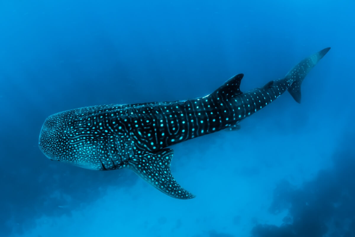 Unsplash: whale shark by Sebastian Pena Lambarri