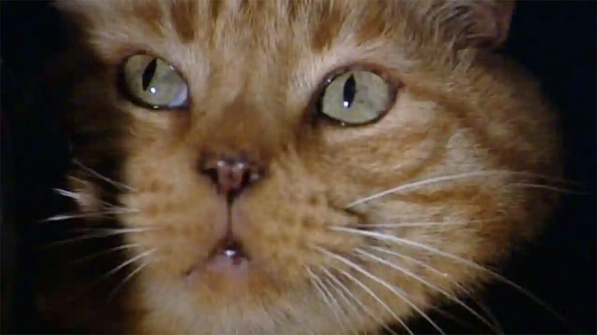 Alien: Jonesy the cat