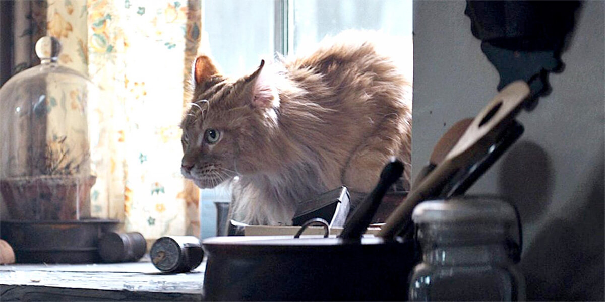 The Hunger Games: Catching Fire - Buttercup the cat