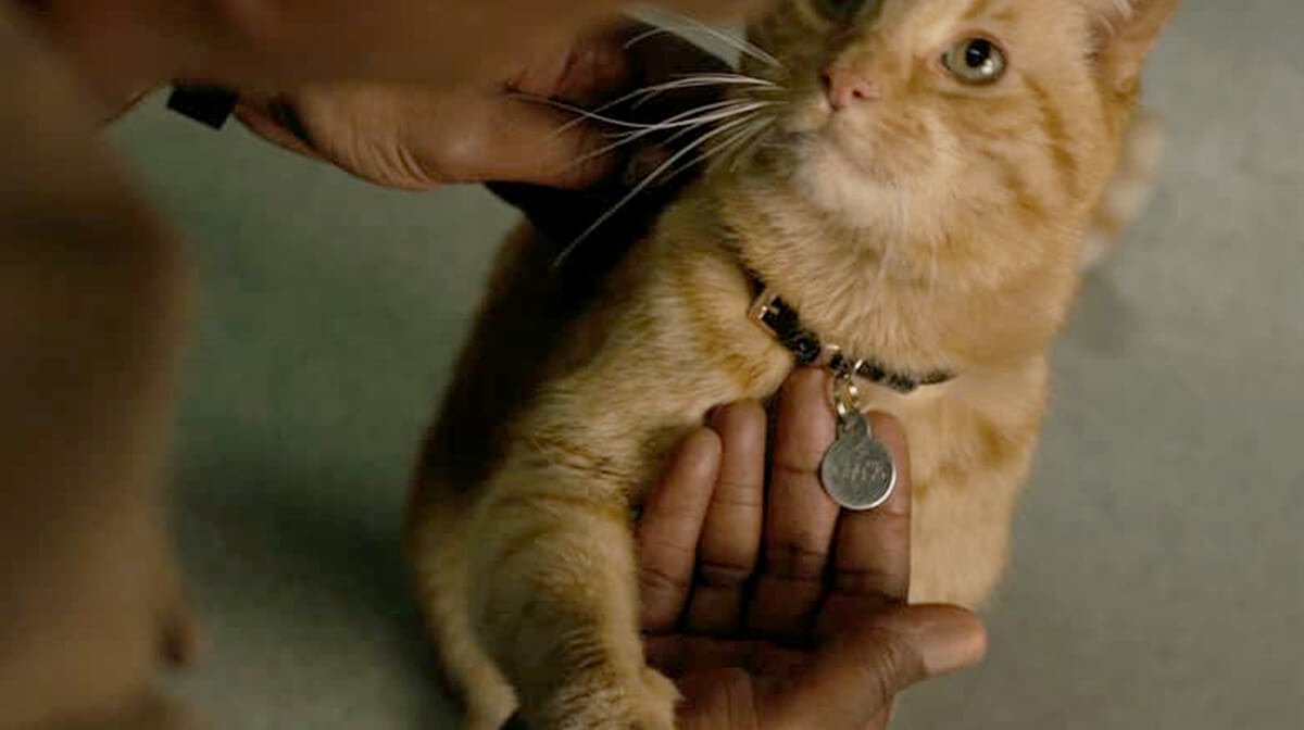 Captain Marvel: Goose the cat